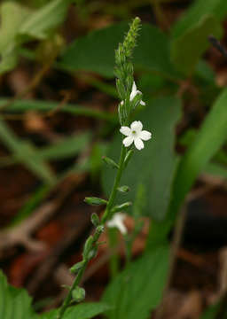 Image of Priva flabelliformis (Moldenke) R. Fern.