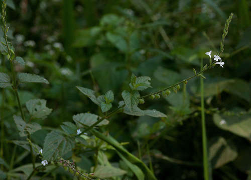 Image of Priva flabelliformis (Moldenke) R. Fern.