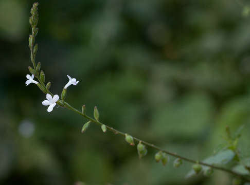 Image of Priva flabelliformis (Moldenke) R. Fern.