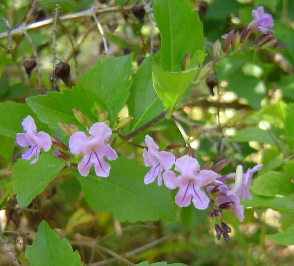 Duranta resmi