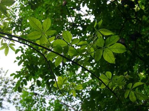 Image of Chaste-tree