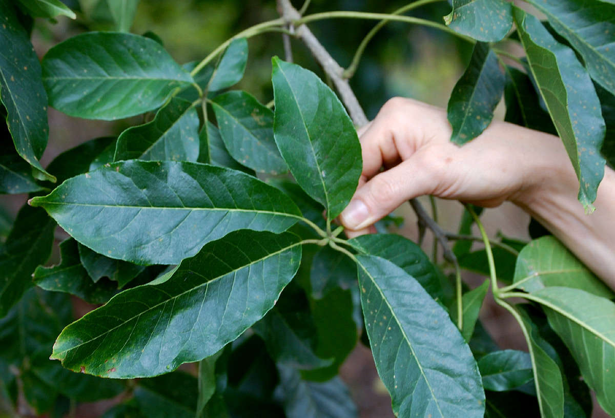 Image of Chaste-tree