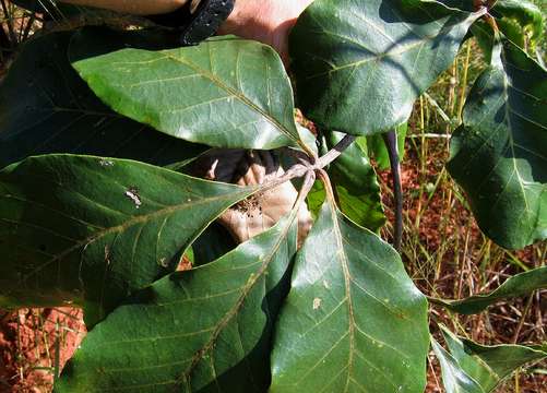 Image of Chaste-tree