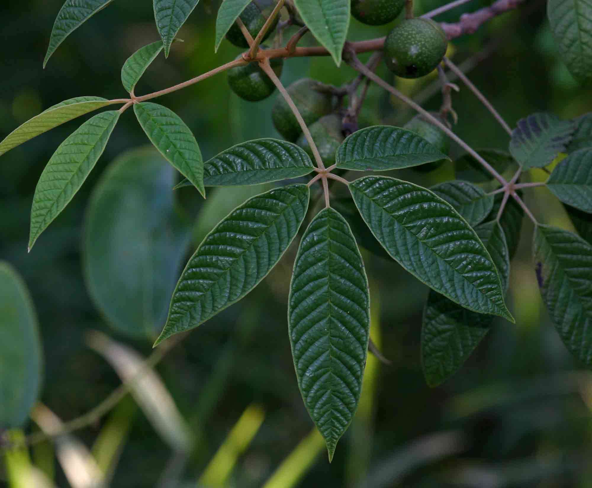 Image de Vitex ferruginea Schumach. & Thonn.