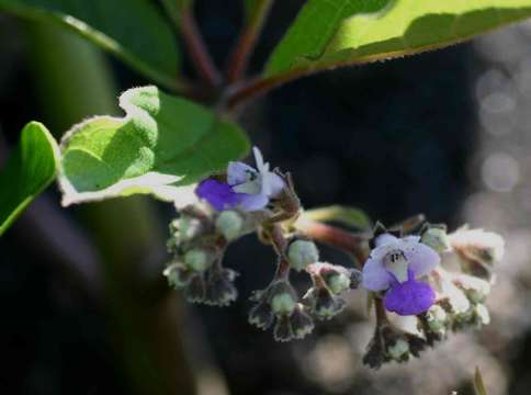 Image of Vitex madiensis Oliv.