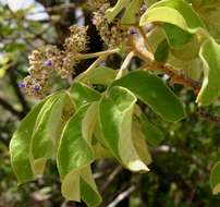 Image of Chocolate berry