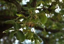 Image of Chocolate berry