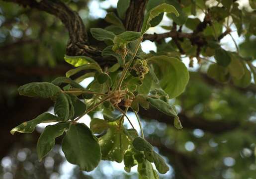 Image of Chocolate berry