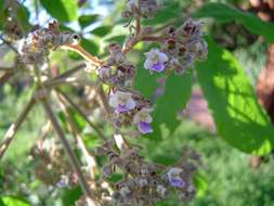 Image of Chocolate berry