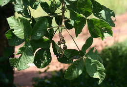 Image of Chocolate berry