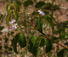 Imagem de Vitex petersiana Klotzsch