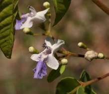 Imagem de Vitex petersiana Klotzsch