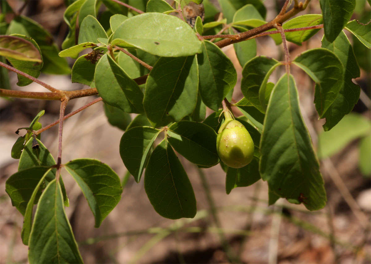 Imagem de Vitex petersiana Klotzsch