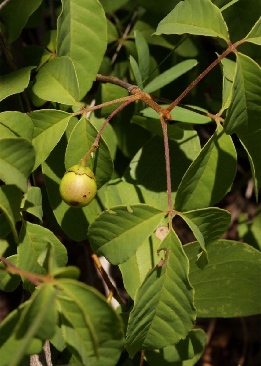 Imagem de Vitex petersiana Klotzsch