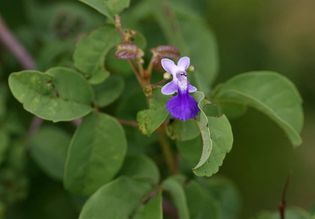 Imagem de Vitex petersiana Klotzsch