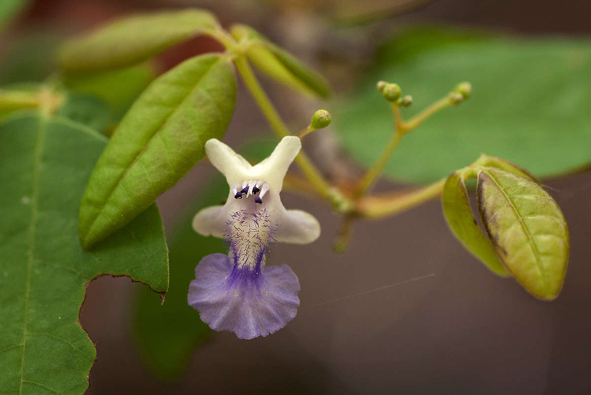 Imagem de Vitex petersiana Klotzsch