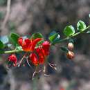 Image of Cat's claw clerodendrum