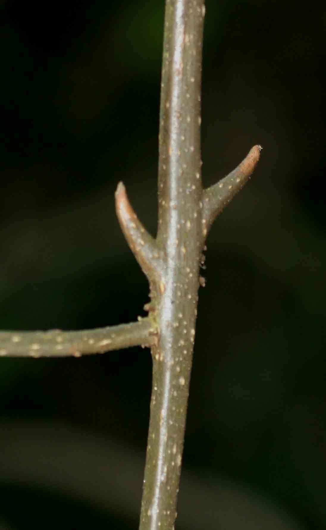 Image of Clerodendrum cephalanthum Oliv.
