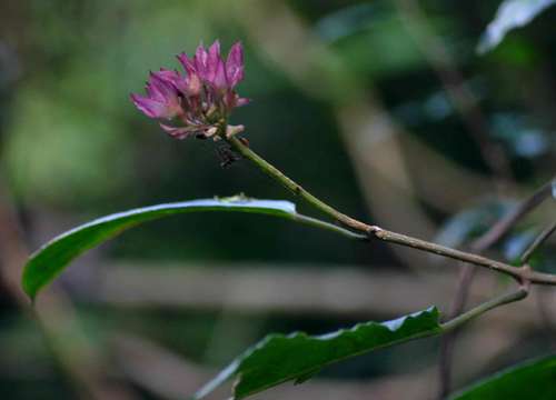 Image of Clerodendrum cephalanthum Oliv.