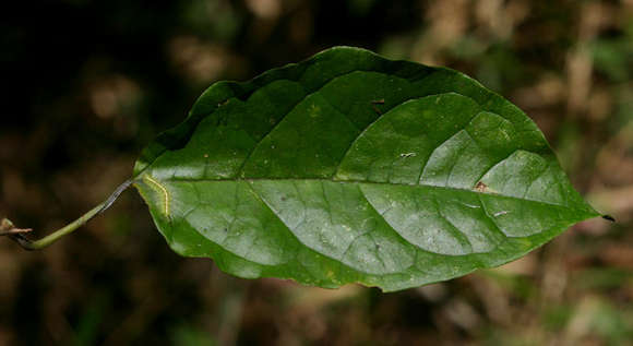 Image of Clerodendrum cephalanthum Oliv.