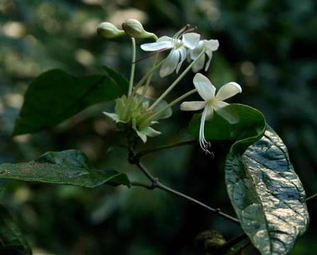 Imagem de Clerodendrum cephalanthum Oliv.