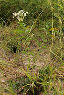 Image of Clerodendrum robustum Klotzsch