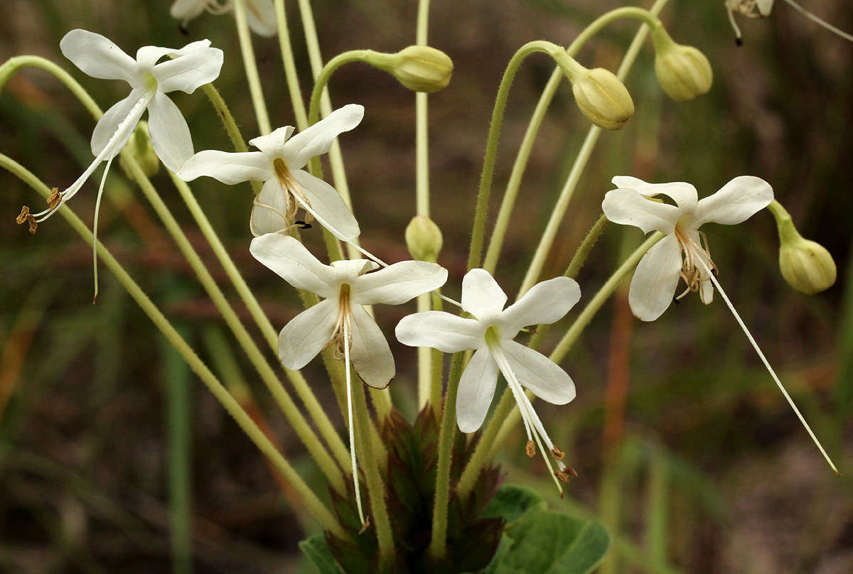 Image of Clerodendrum robustum Klotzsch