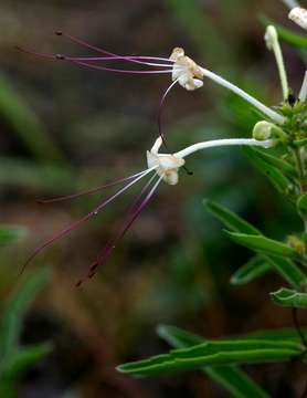 Слика од Clerodendrum ternatum Schinz