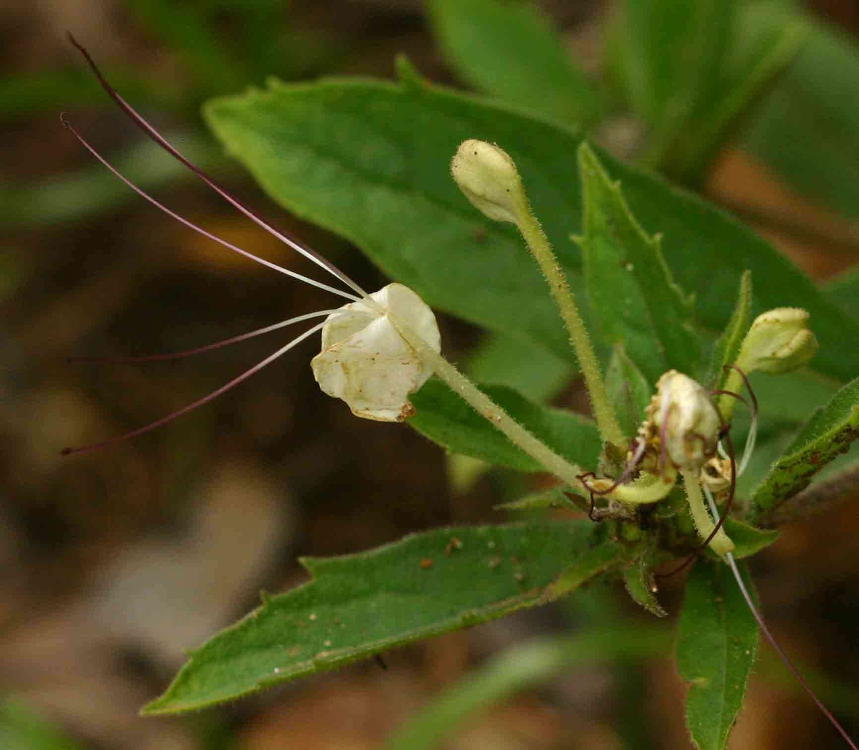 Image of Dwarf cat's whiskers