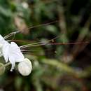 Sivun Rotheca microphylla (Blume) Callm. & Phillipson kuva