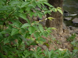 Image of Dendrolobium triangulare (Retz.) Schindl.