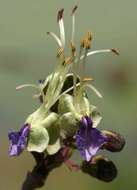 Image of Smooth-leaved blue cat's whiskers