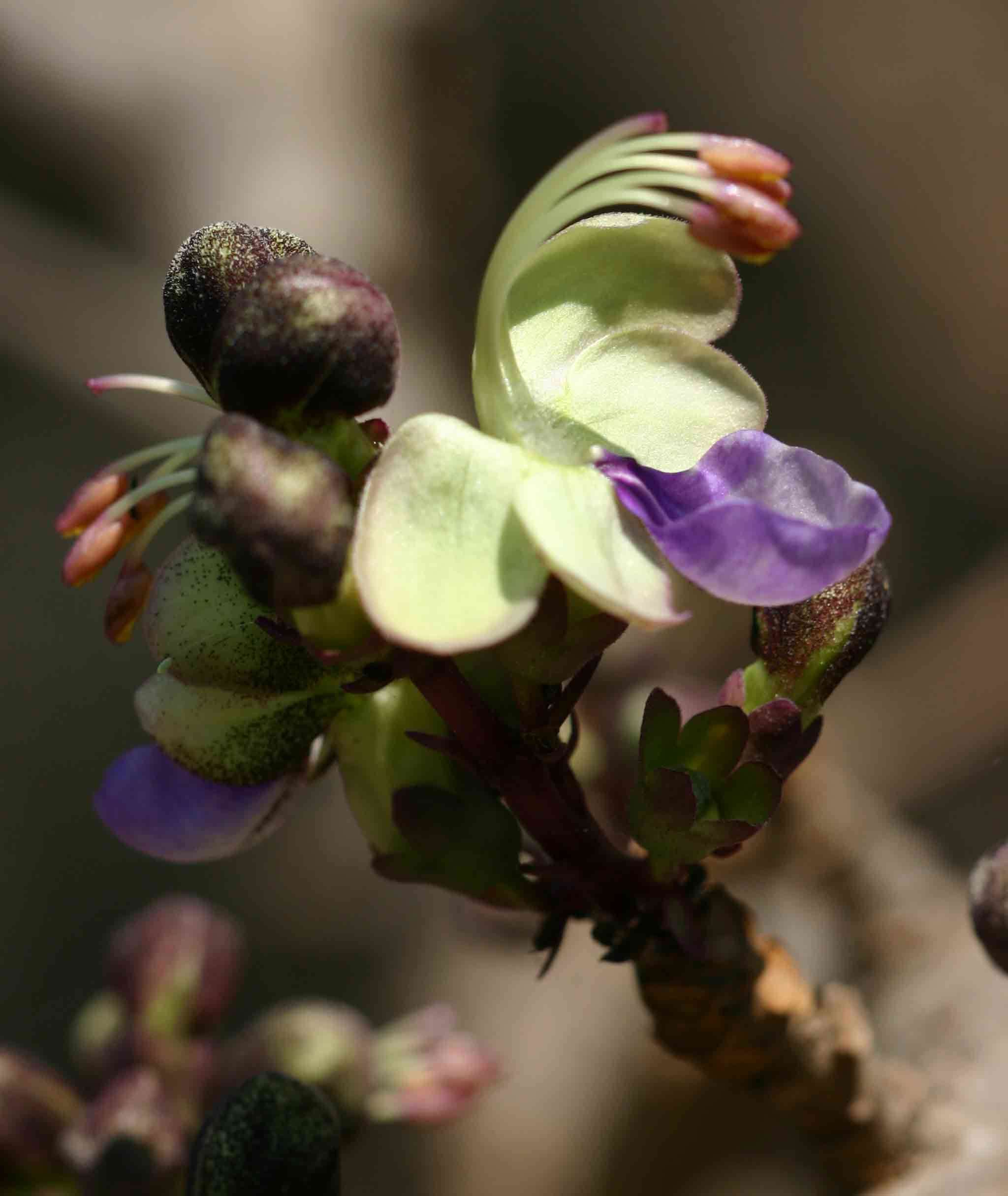 Слика од Rotheca wildii (Moldenke) R. Fern.