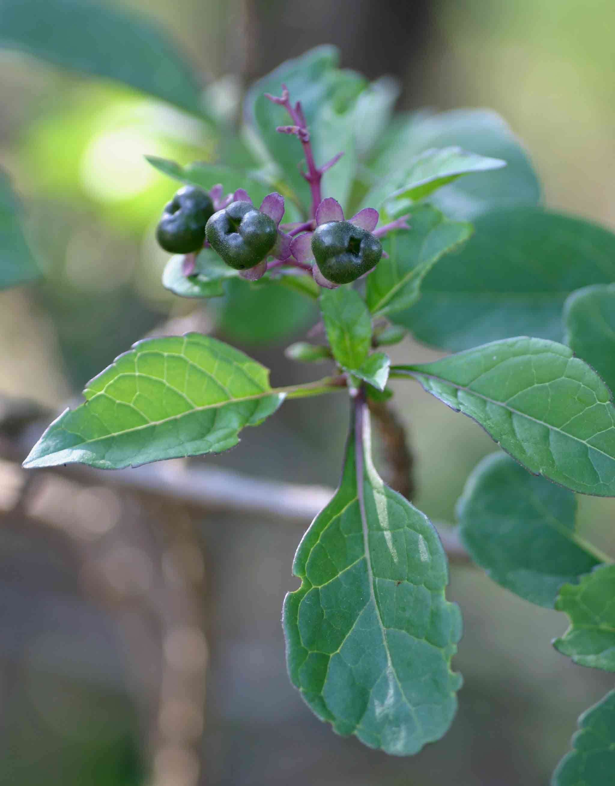 Image of Smooth-leaved blue cat's whiskers