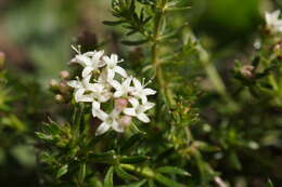 Image of Asperula conferta Hook. fil.