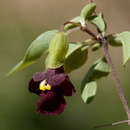 Plancia ëd Tinnea rhodesiana S. Moore