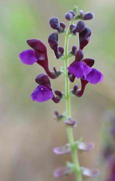 Image of Scutellaria schweinfurthii Briq.