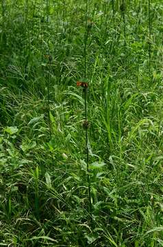 Imagem de Leonotis nepetifolia (L.) R. Br.