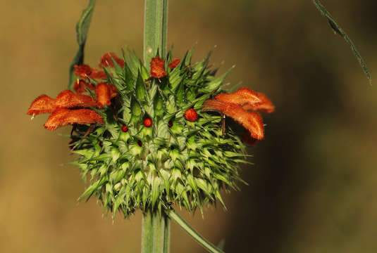 Imagem de Leonotis nepetifolia (L.) R. Br.