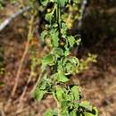 Image of Leonotis ocymifolia var. ocymifolia