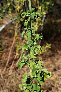 Sivun Leonotis ocymifolia (Burm. fil.) Iwarsson kuva