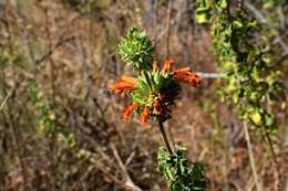 Sivun Leonotis ocymifolia (Burm. fil.) Iwarsson kuva