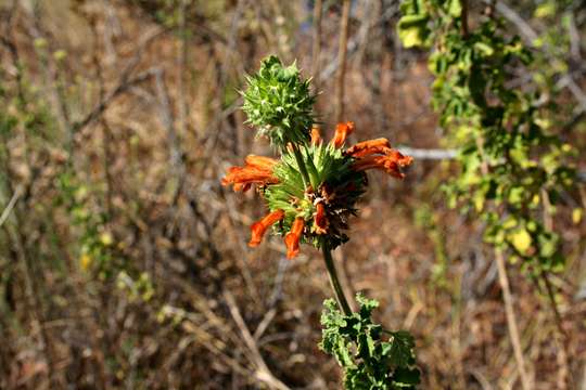 Imagem de Leonotis ocymifolia (Burm. fil.) Iwarsson