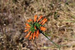 Sivun Leonotis ocymifolia (Burm. fil.) Iwarsson kuva