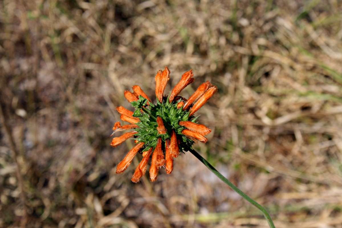 Sivun Leonotis ocymifolia (Burm. fil.) Iwarsson kuva