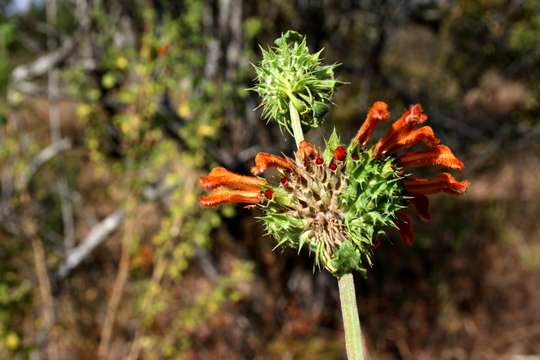 Image of Broadleaf leonotis