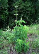 Sivun Leonotis ocymifolia var. raineriana (Vis.) Iwarsson kuva