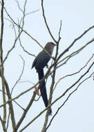 Image of Green-billed Malkoha