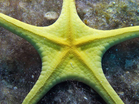 Image of Double Sea Star