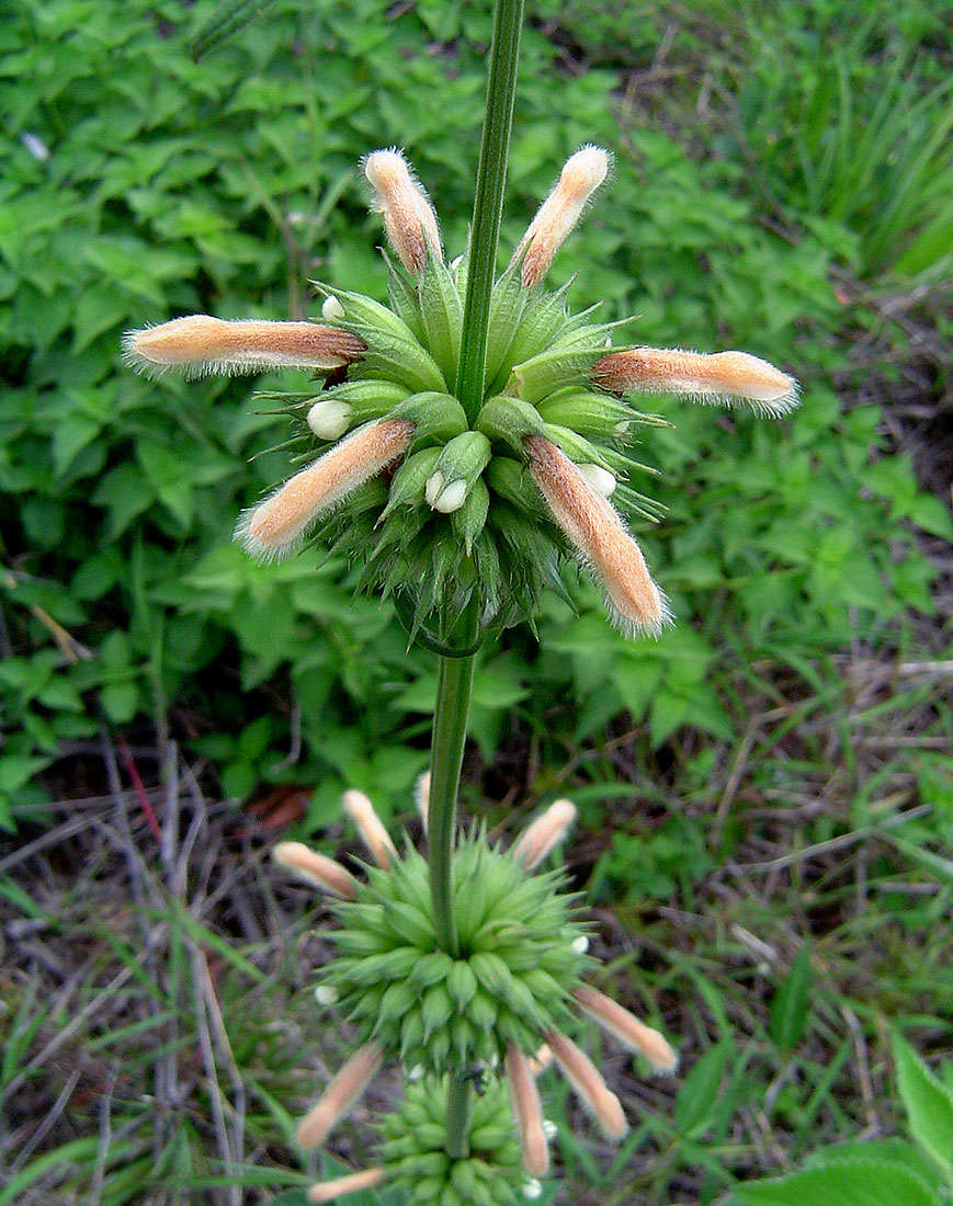 Sivun Leonotis ocymifolia var. raineriana (Vis.) Iwarsson kuva